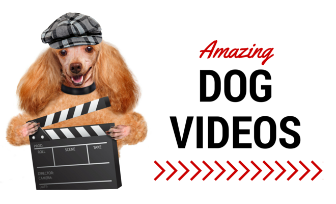 Amazing Dog Videos