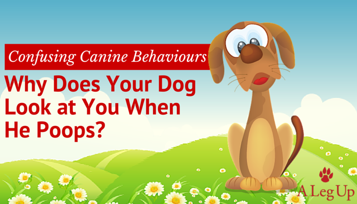 Title Image: Why does your dog look at you when he poops?